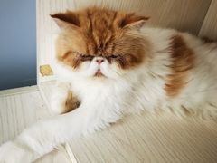 -Cappucimeow猫咪咖啡馆(韦伯时代店)
