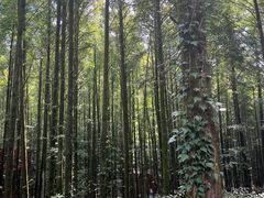 -山王坪喀斯特国家生态公园