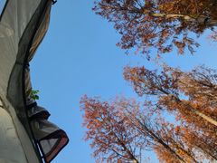 -王借岗森林公园