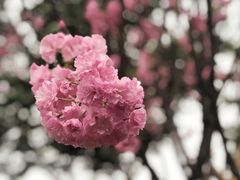 -天适樱花悠乐园