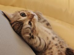 -美联众合宠物医院·爱萌分院·内外科·猫科中心