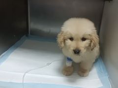 -东莞宠友24H宠物中心医院·转诊夜诊·异宠(新河北路院)