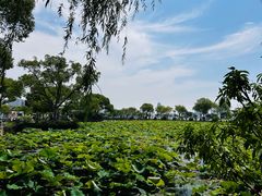 -无锡蠡湖国家湿地公园-蠡园