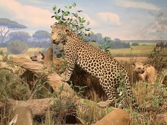 -陕西自然博物馆