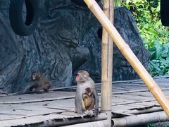 -西双版纳原始森林公园