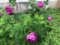 -白塘生态植物园