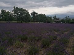 -富田农场