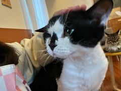 -Meowの猫咖(万家丽店)