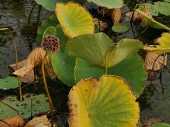 -天津东丽湖风景区