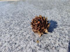 -黄埔油麻山森林公园