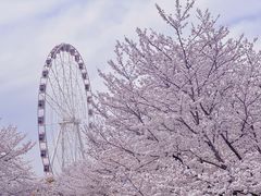 -顾村公园