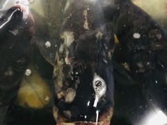 -官厅老勾渔馆(温泉店)