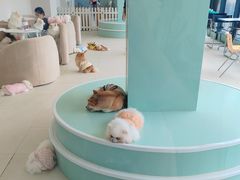 -怪兽屋·羊驼·猫咖·狗咖(俊华广场店)