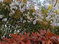 -高东镇樱花园