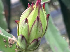 -尚果生态采摘园