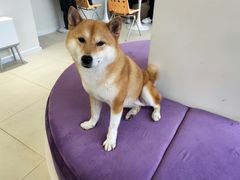 -怪兽屋·羊驼·猫咖·狗咖(俊华广场店)