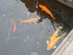 -九尺赵老四鲜鹅肠火锅