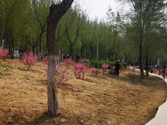 -丁香湖公园