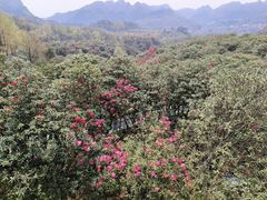 -贵州百里杜鹃风景名胜区