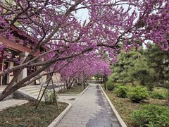 -洛阳古墓博物馆