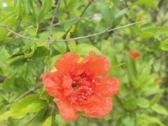 -春花秋色城市公园