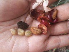 -侯臣咖啡文化村