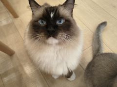 -Let's go狗咖·猫咖·奶狗·桌游(春熙路IFS店)