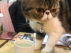 -李小姐の猫咖啡馆(五角场店)