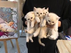 -喵zoo家庭繁育猫舍(尖东智能花园店)