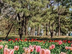 -朝阳公园