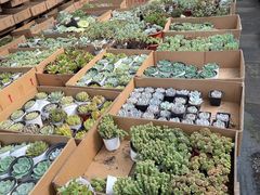 -龙大花卉苗木市场