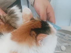 -瑞派福兴宠物医院犬猫全科·骨科·中西医结合(河东店)