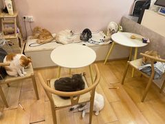 -猫咪派对(江南西店)