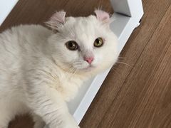-MOYOYO猫咪咖啡店