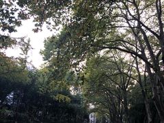 -武汉大学-樱园