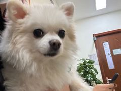 -美联众合动物医院·24h转诊中心