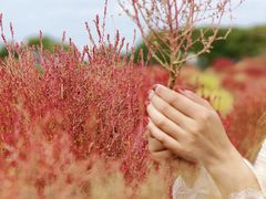 -花开海上生态园