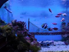 -太平洋海底世界