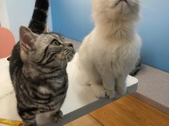 -喵宠乐园·撸猫互动·猫舍