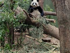 -成都动物园