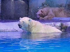 -上海海昌海洋公园-冰山北极馆