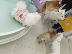 -怪兽屋·羊驼·猫咖·狗咖(俊华广场店)