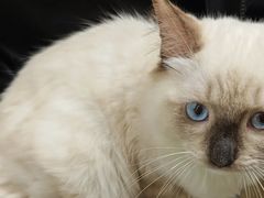 -安安宠医宠物医院·异宠·犬猫内科(岳阳分院)