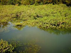 -北海金海湾红树林生态旅游区