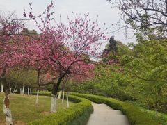 -南山植物园