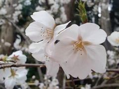 -武汉大学-樱园