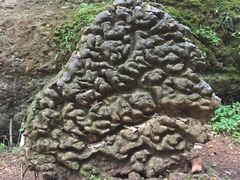 -黎坪国家森林公园