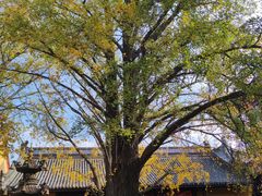 -镇南锅盖面馆(解放路店)