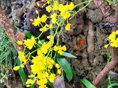 -北京植物园-展览温室