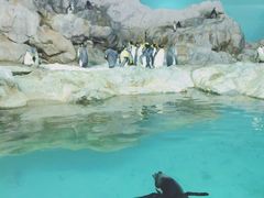-新加坡飞禽公园